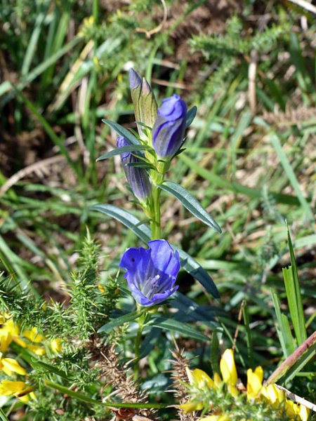 Eastbourne Group Walk Report - Ashdown Forest on 1st September 2015